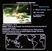 Requin dormeur cornu (txt).jpg